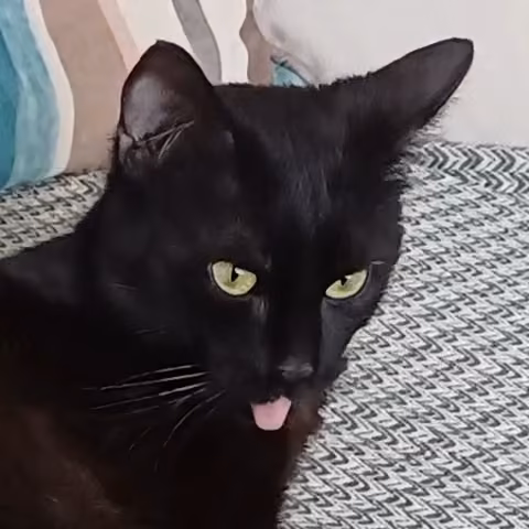 A picture of my cat, Nix.